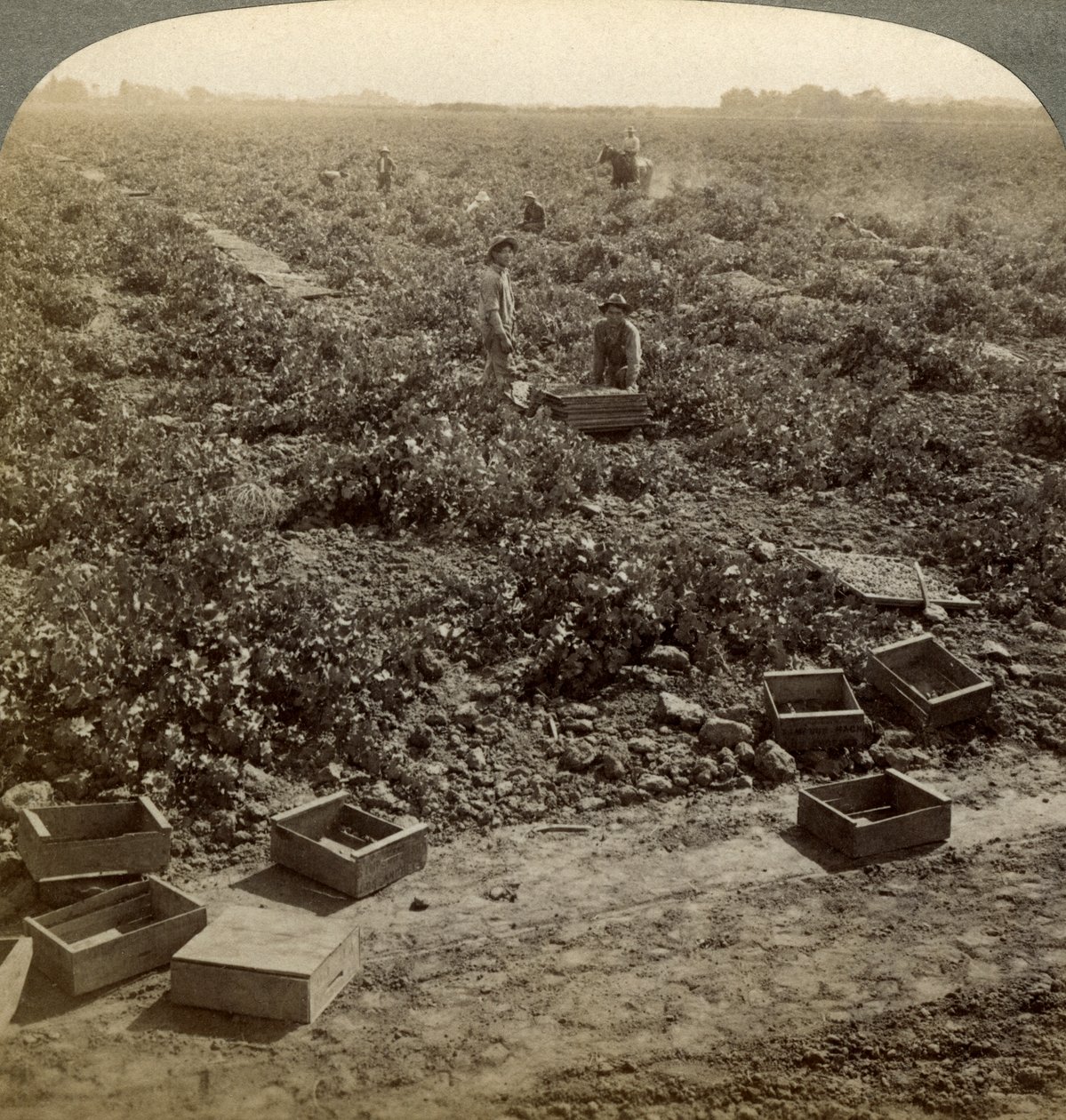 Séchage des raisins, Fresno, Vallée de San Joaquin, Californie, USA - Underwood and Underwood