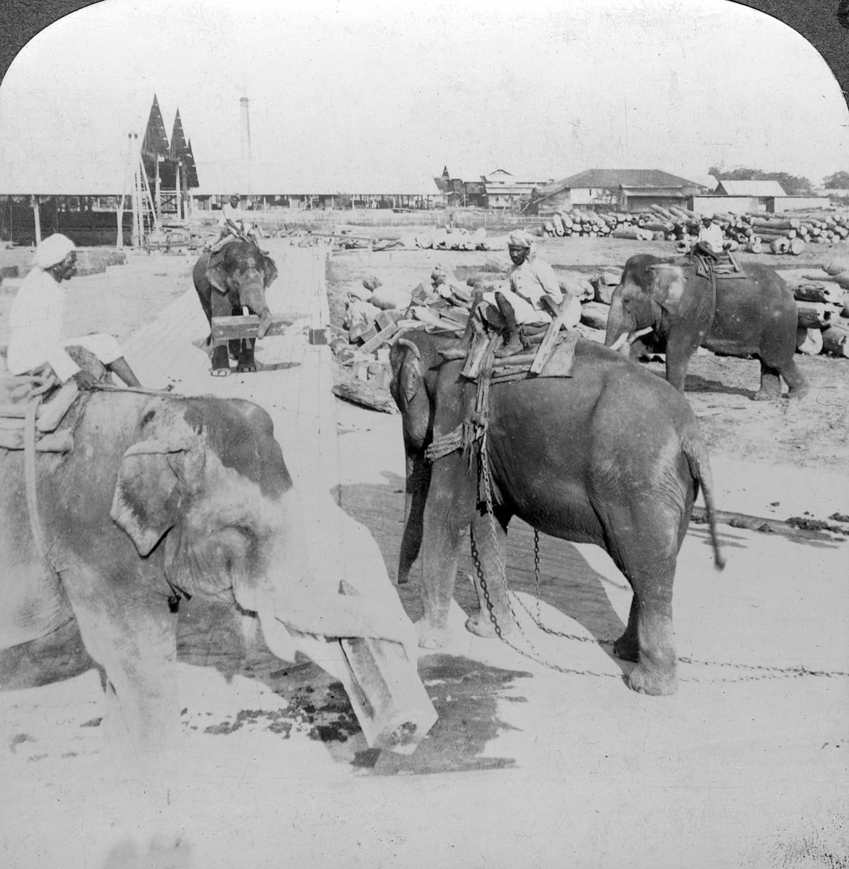 Éléphants travaillant dans une cour à bois, Inde - Underwood and Underwood