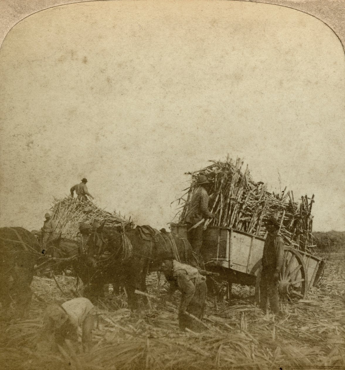 Chargement de canne, plantation de sucre, Louisiane, USA - Underwood and Underwood