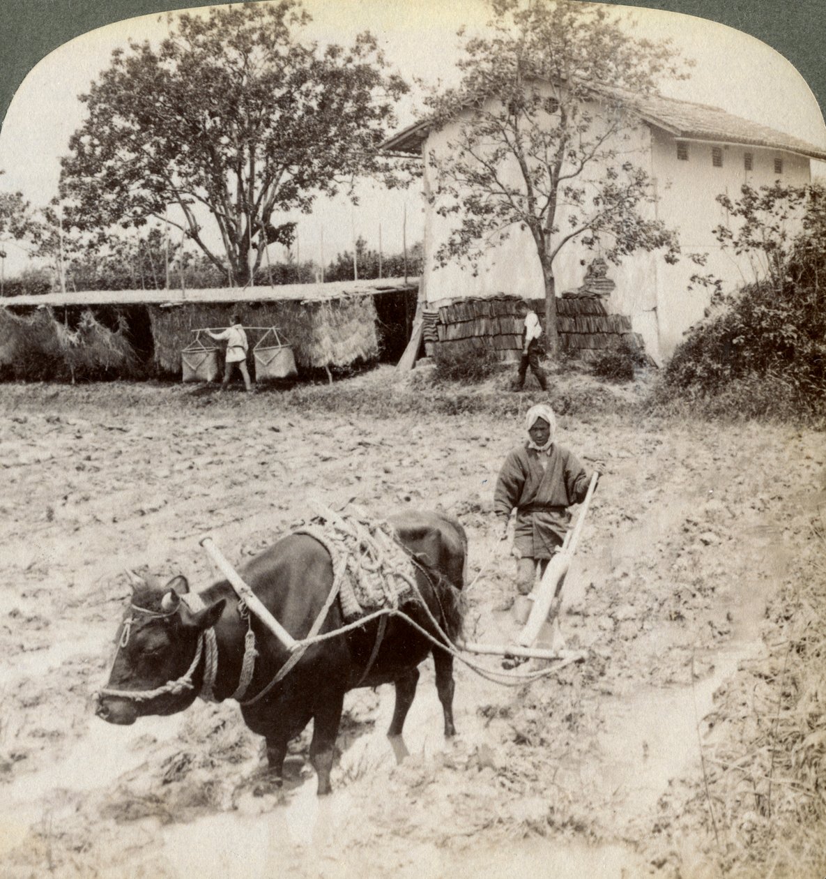Labourer un sol inondé pour la plantation de riz, au nord de la route principale à Uji, près de Kyoto, Japon, 1904 - Underwood and Underwood