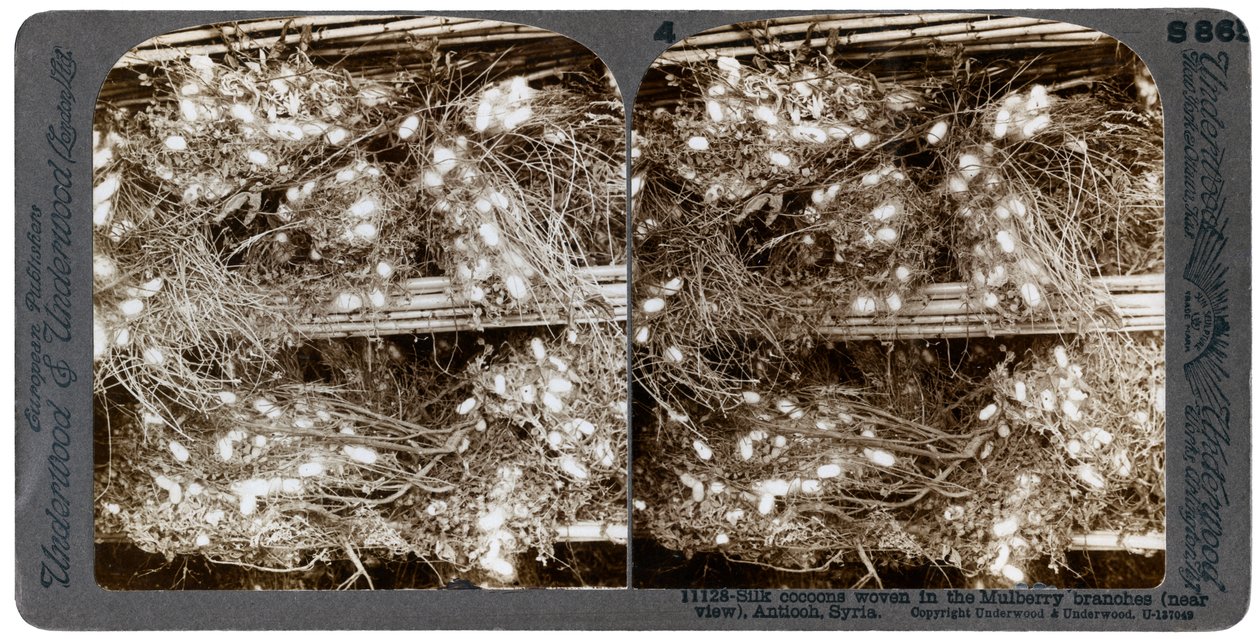 Cocons de soie tissés dans des branches de mûrier, Antioche, Syrie, années 1900 - Underwood and Underwood