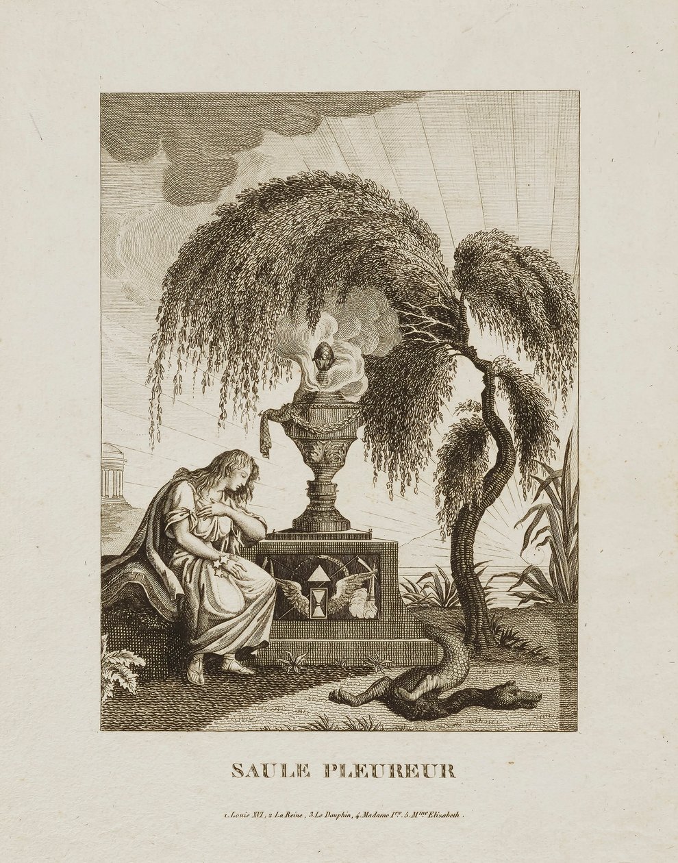 Saule Pleureur - Unidentified