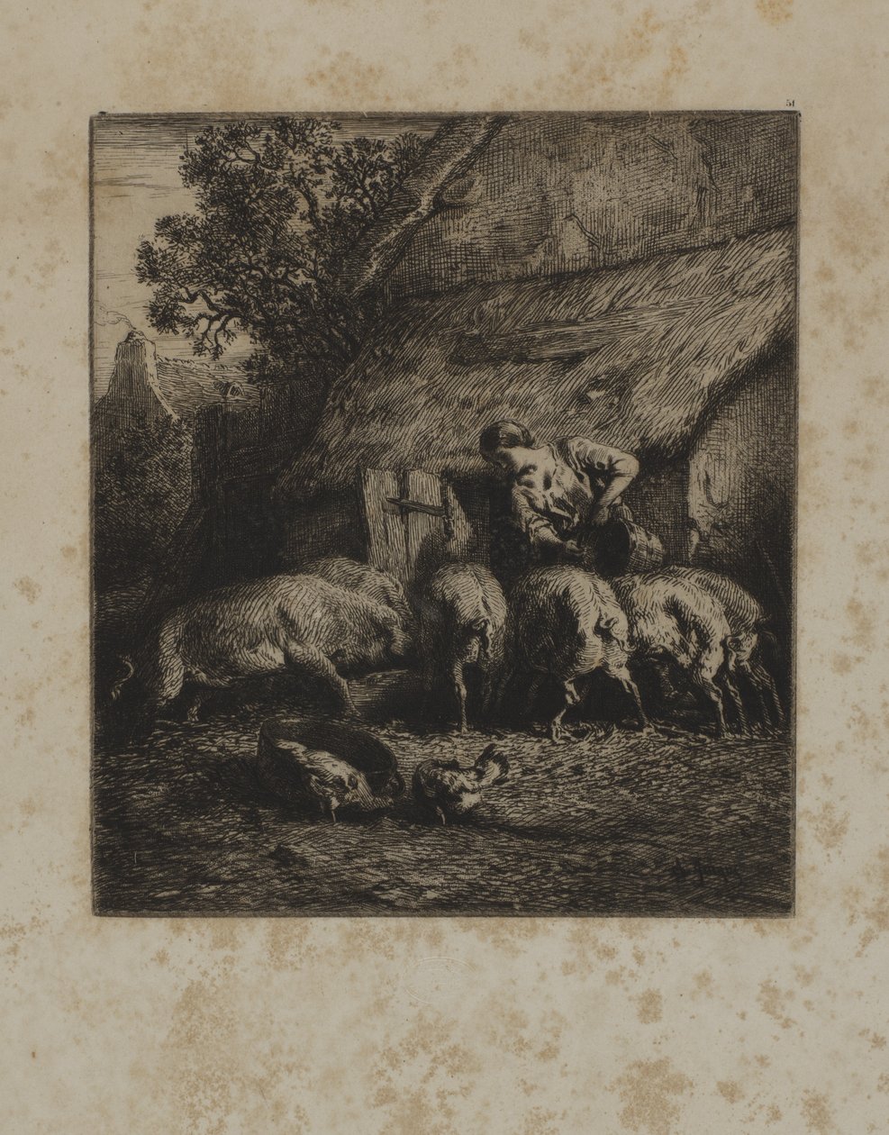 Femme nourrissant des porcs - Unidentified