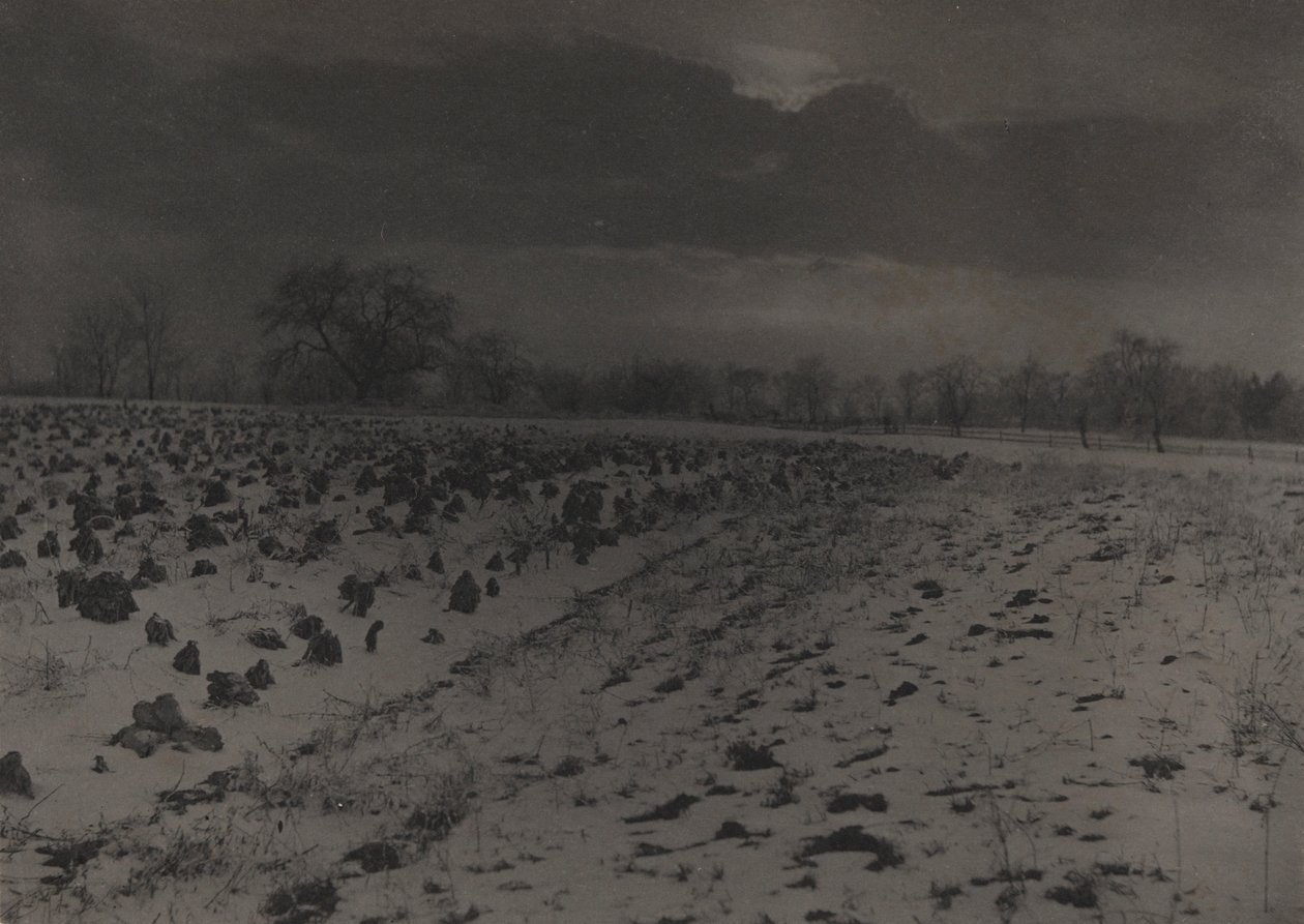 Champ de choux sous la neige - Unknown