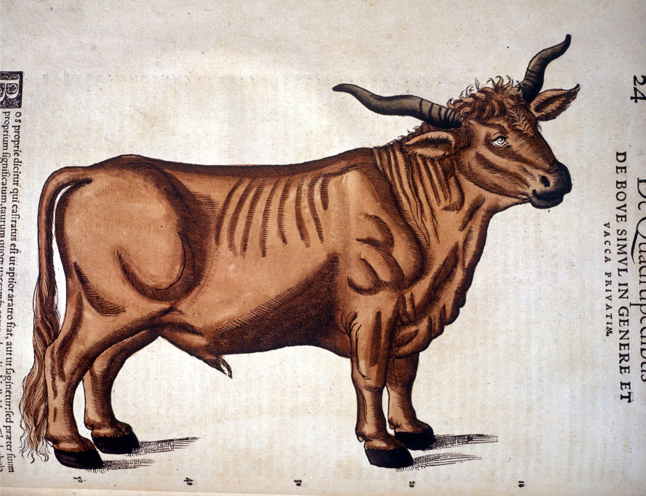 Un bœuf de l