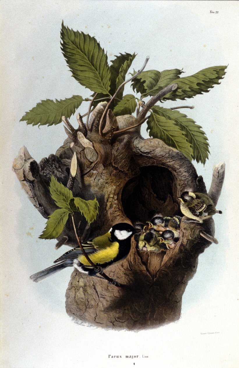Planche représentant un oiseau commun (ou moineau) près de son nid - Unknown artist