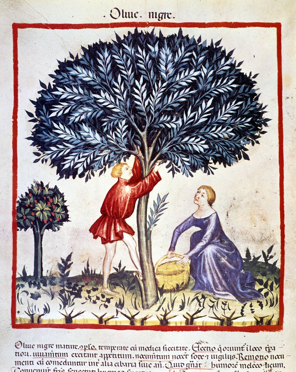Un homme grimpe sur un olivier pour cueillir des olives noires. Enluminure du livre de médecine et de diététique "Tacuinum sanitatis" - Unknown artist