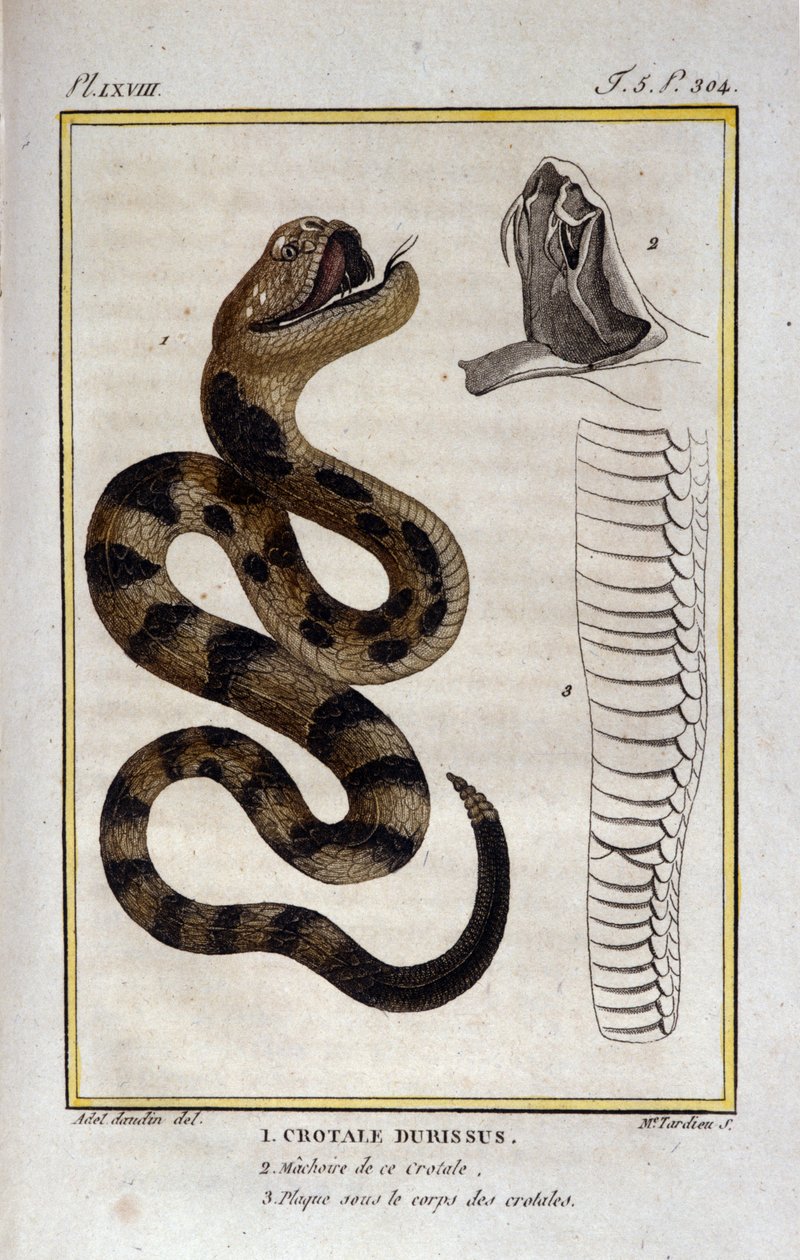 Un serpent à sonnette. Planche tirée d
