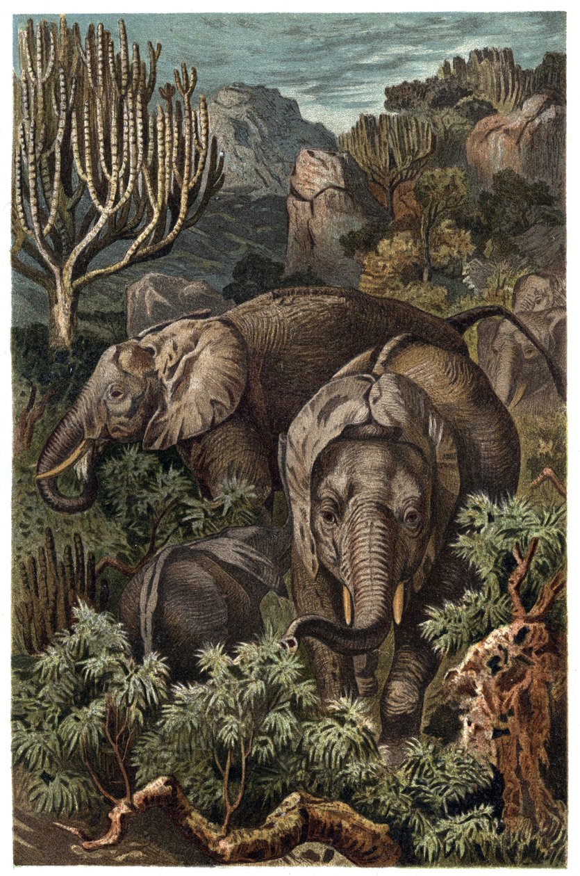 Éléphant d