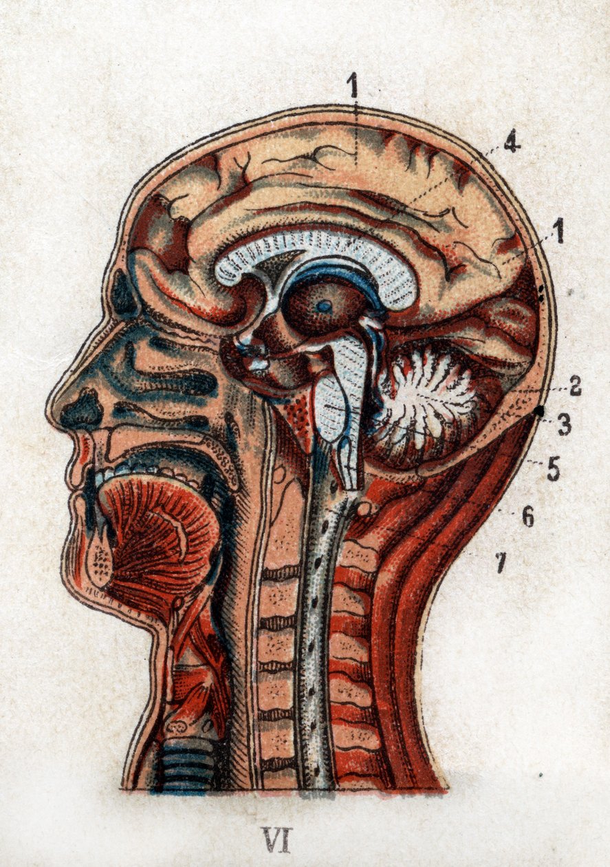 Anatomie : coupe transversale du crâne humain, section du cerveau et de ...