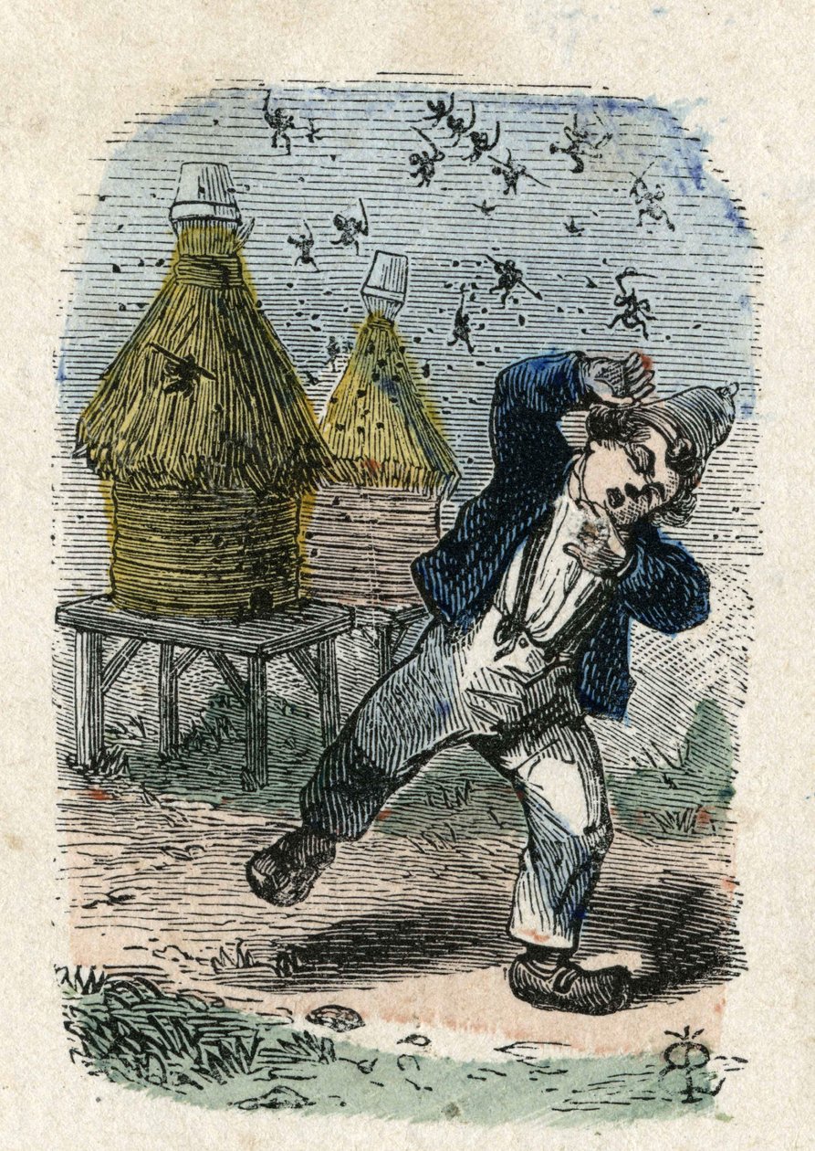 Les abeilles attaquent un enfant près de leur ruche. Illustration du 19ème siècle. Collection Bianchetti - Unknown artist