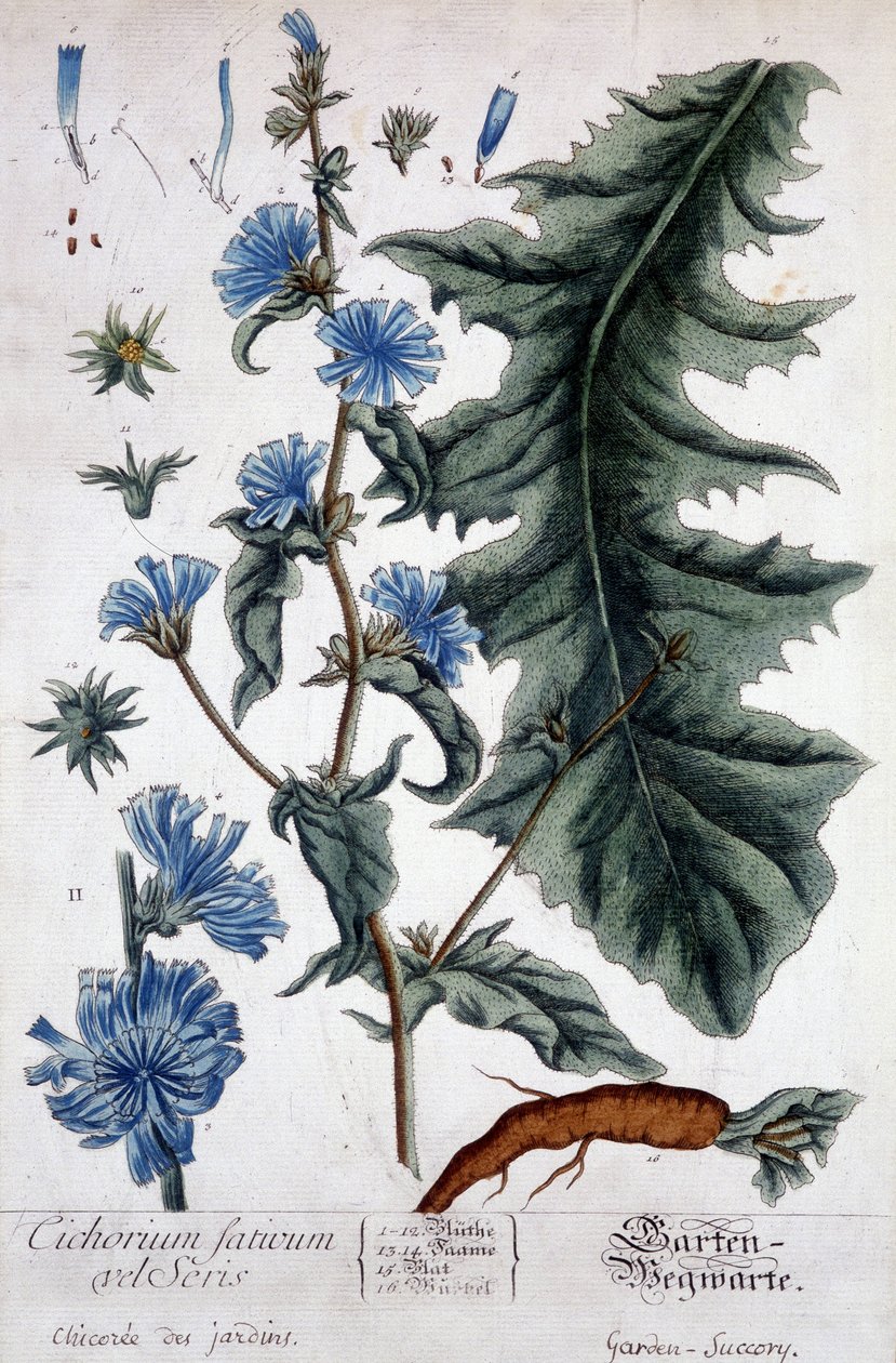 Planche botanique : cichorium factivum velseris (chicorée des jardins). - Unknown artist