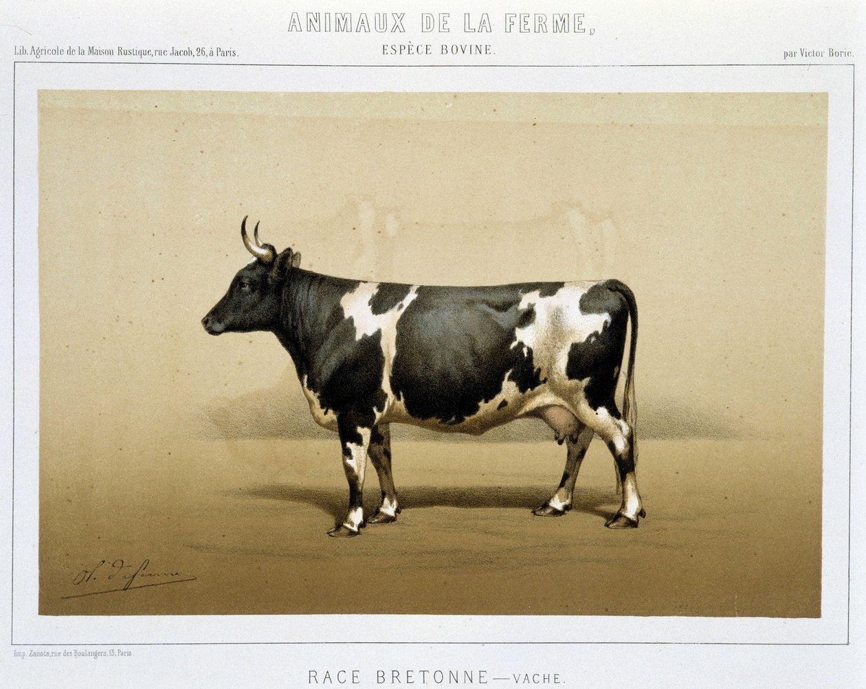 Vache bretonne - Unknown artist