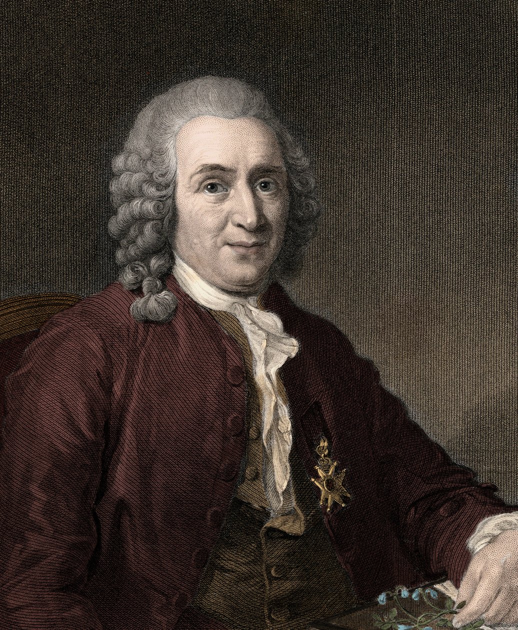 Carl Von Linné - Unknown artist