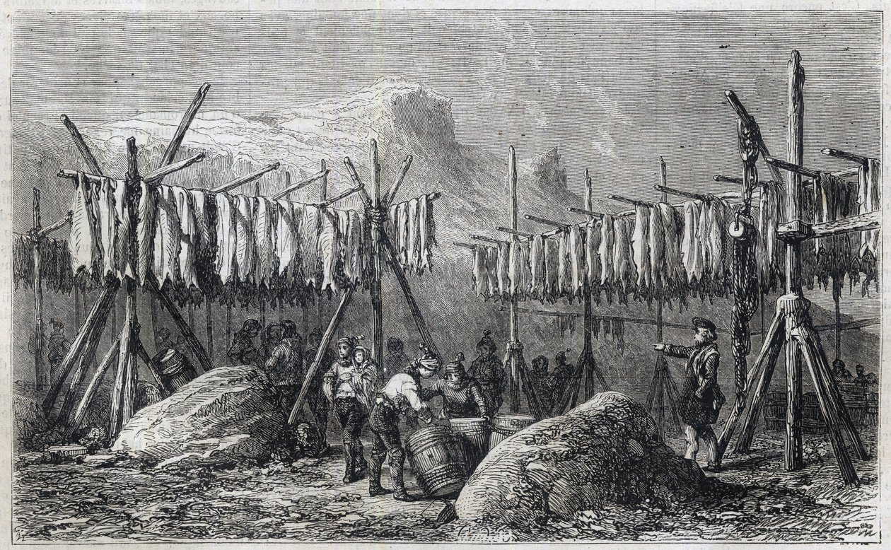Séchage de la morue à Fiskerness au Groenland - Séchage de la morue à Fiskerness au Groenland Gravure dans « L