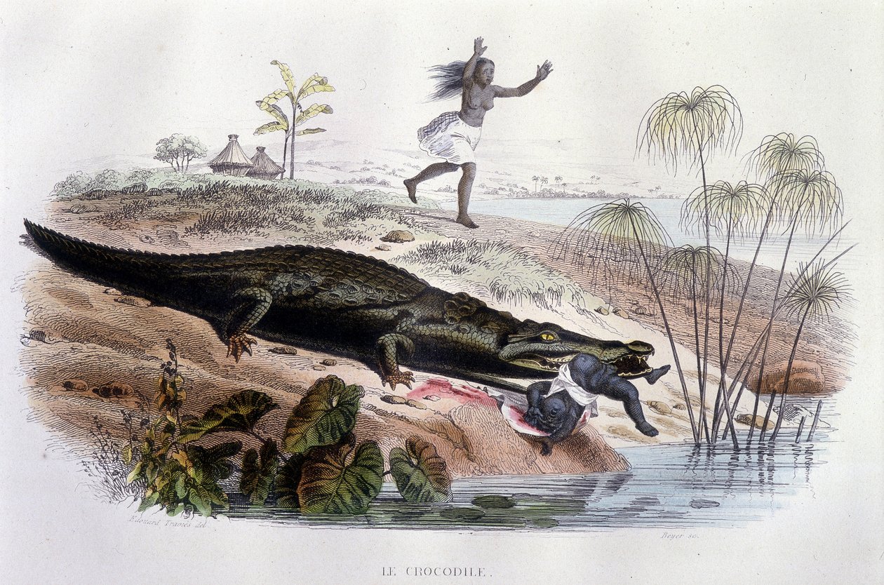 Crocodile dévorant un petit enfant - Unknown artist