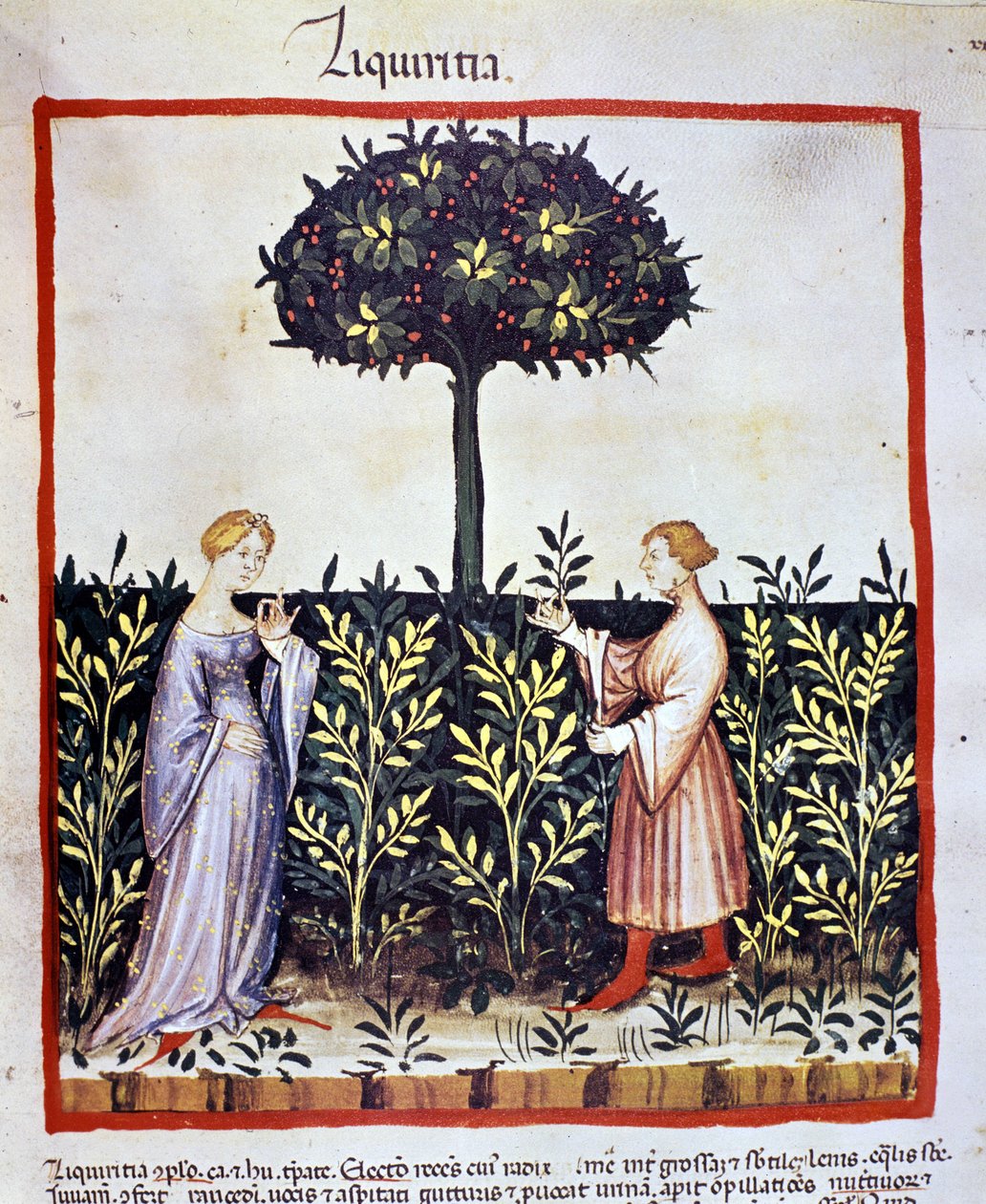 Culture de plante médicinale : récolte de réglisse (bois ou racine). Enluminure du « Tacuinum sanitatis » - Unknown artist