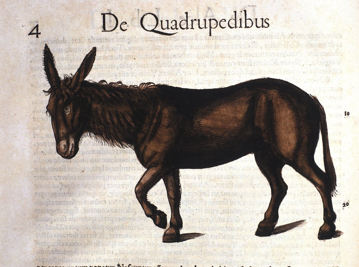 Âne de Historia Animalium par Conrad Gesner, Tiguri 1560 - Unknown artist