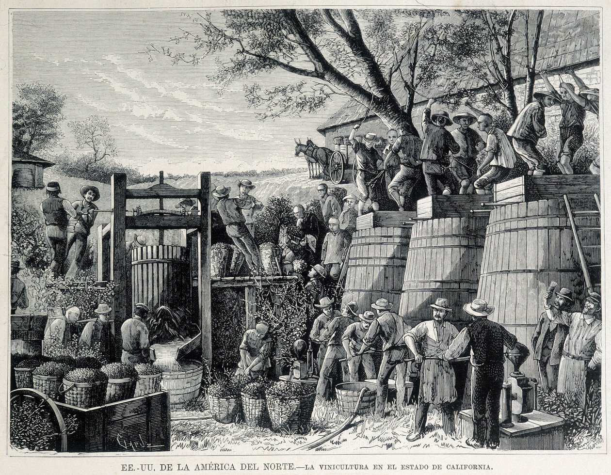 Gravure de 1876 représentant la viticulture en Californie au 19ème siècle - Unknown artist
