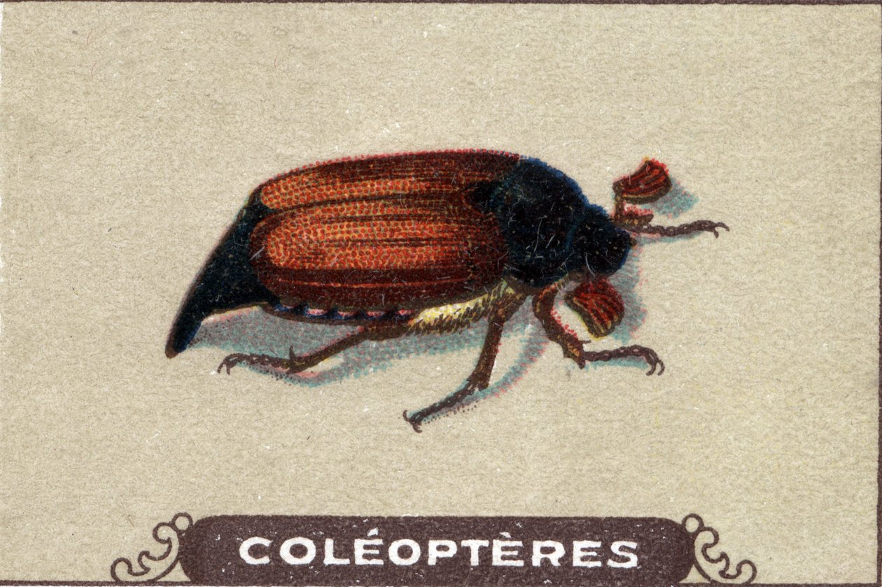 Entomologie : représentation d