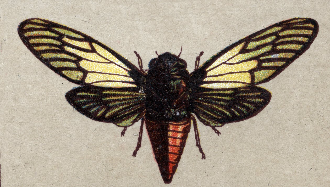 Entomologie : représentation d