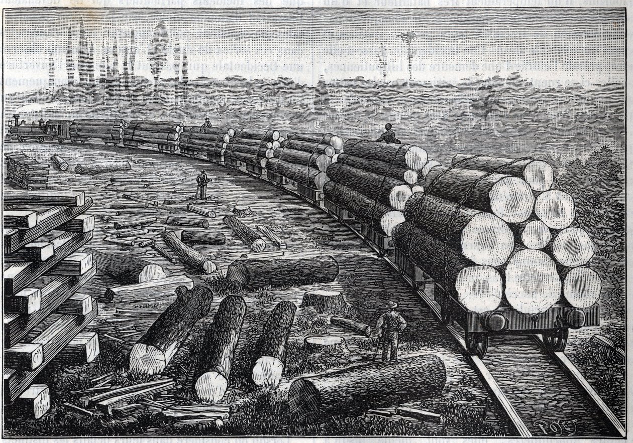 Exploitation des forêts des États-Unis. Chemins de fer temporaires avec voie en bois. Wagons transportant des troncs d