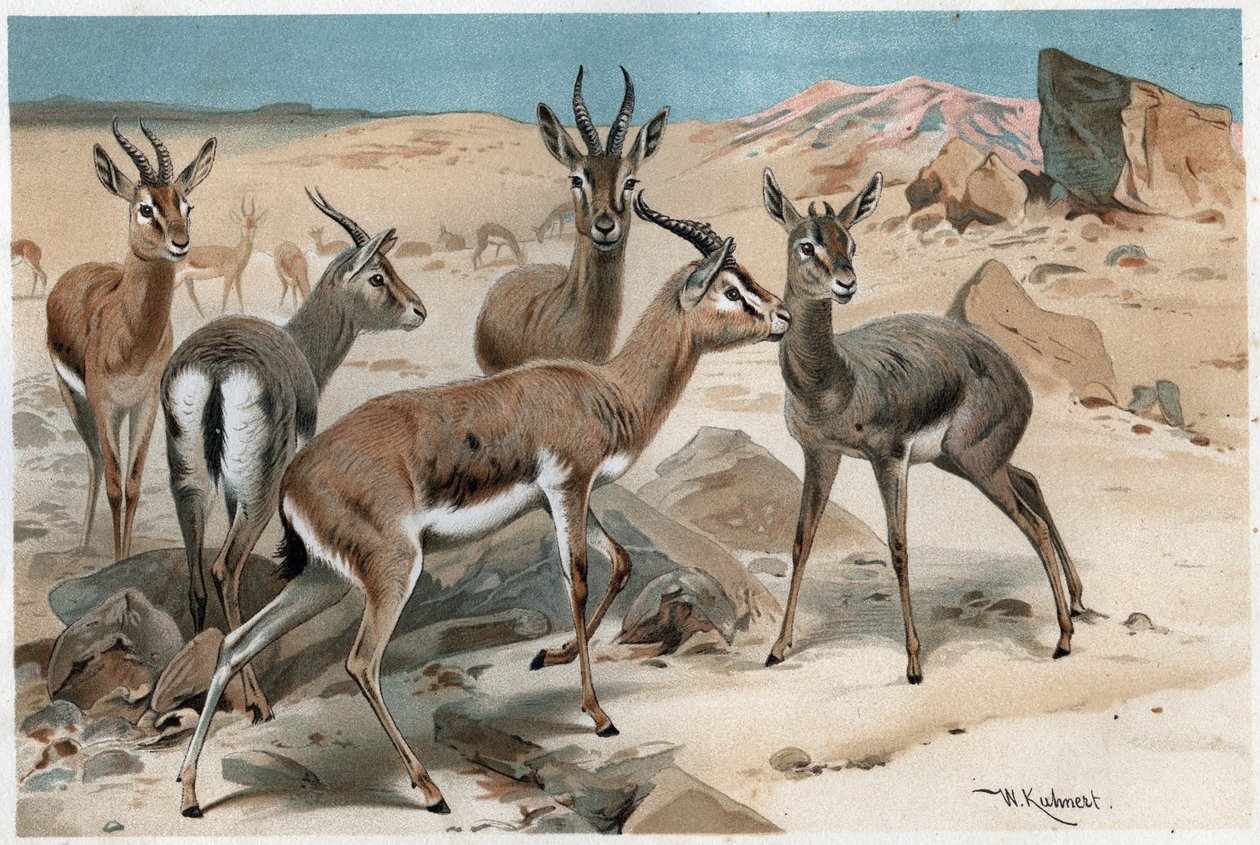 Gazelle - gravure de 