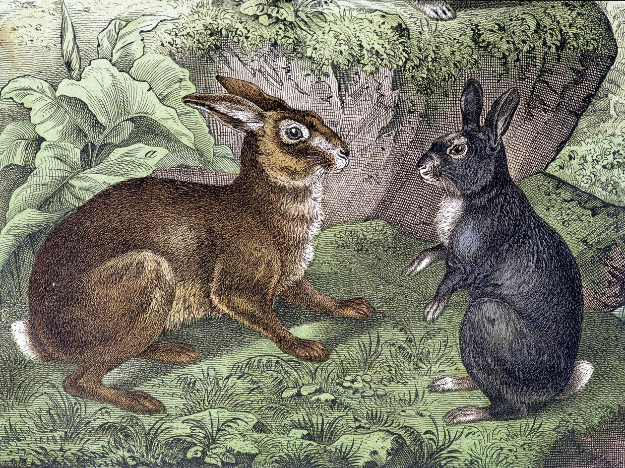 Lièvre et lapin - dans «Histoire naturelle des mammifères», éd. Schreiber - Unknown artist