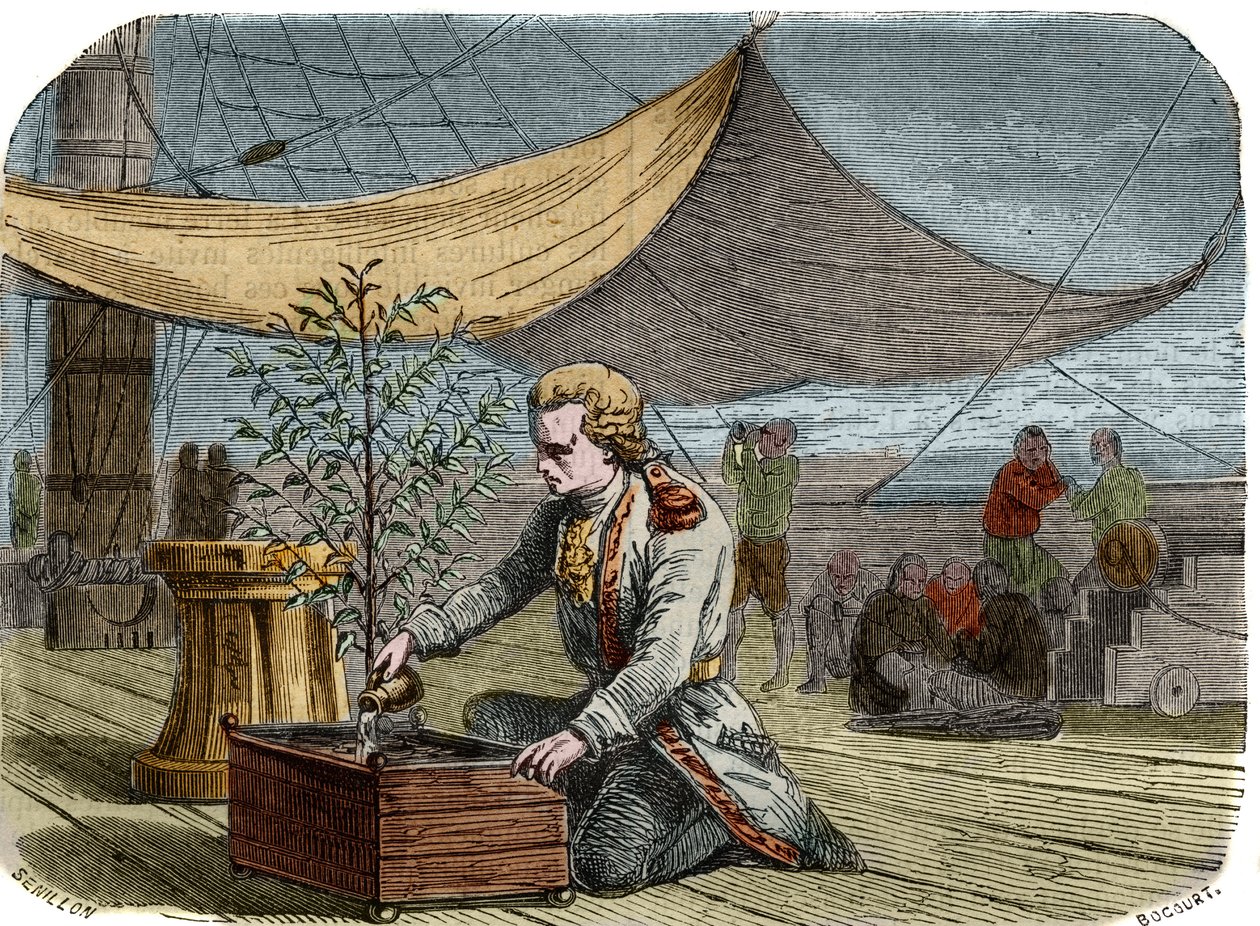 Histoire du café : le capitaine Gabriel de Clieu (1687/1678- vers 1774), commandé par le roi Louis XIV en 1725 pour ramener en Martinique un plant de café, partage avec lui sa ration d