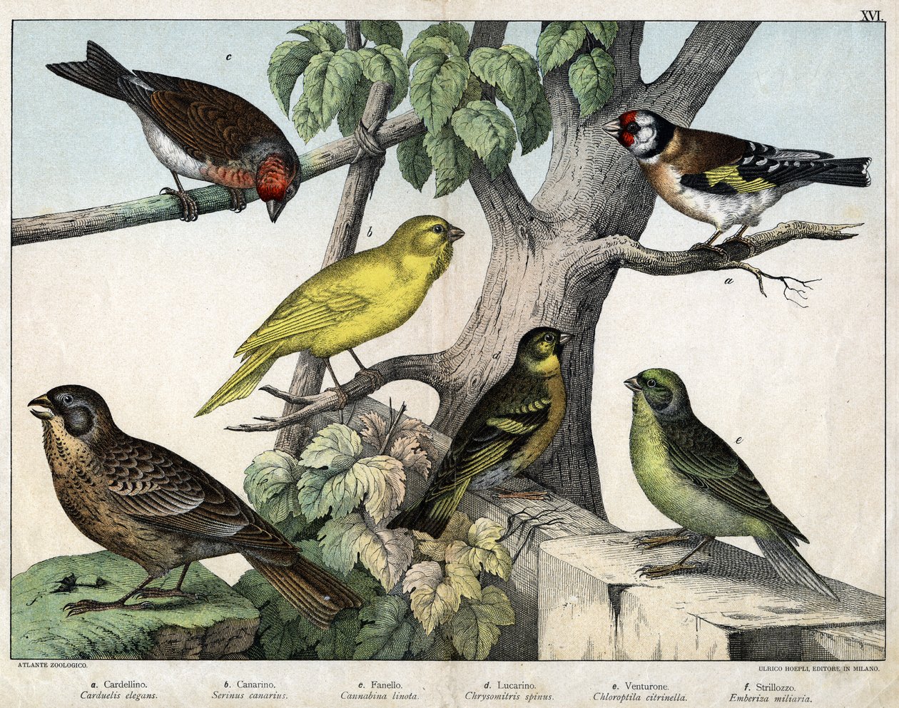 Illustration pour "Histoire naturelle des oiseaux", éd. Hoepli, Milan - Unknown Artist