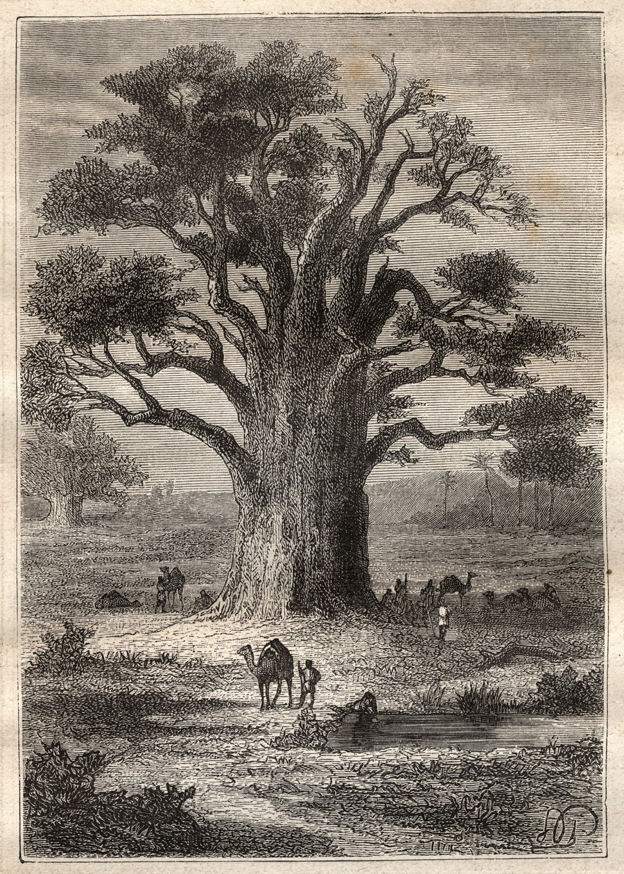 Voyage (1798) de Frédéric Conrad Hornemann (1772-1801) au Fezzan (Libye) : un baobab - illustration tirée de 