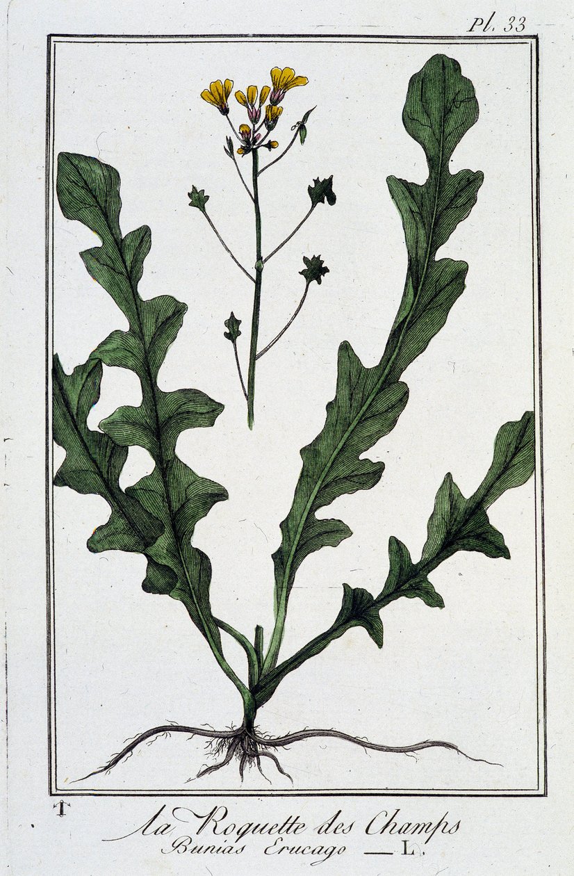 La roquette des champs (Bunias erucago) - dans «Exercices de botanique à l