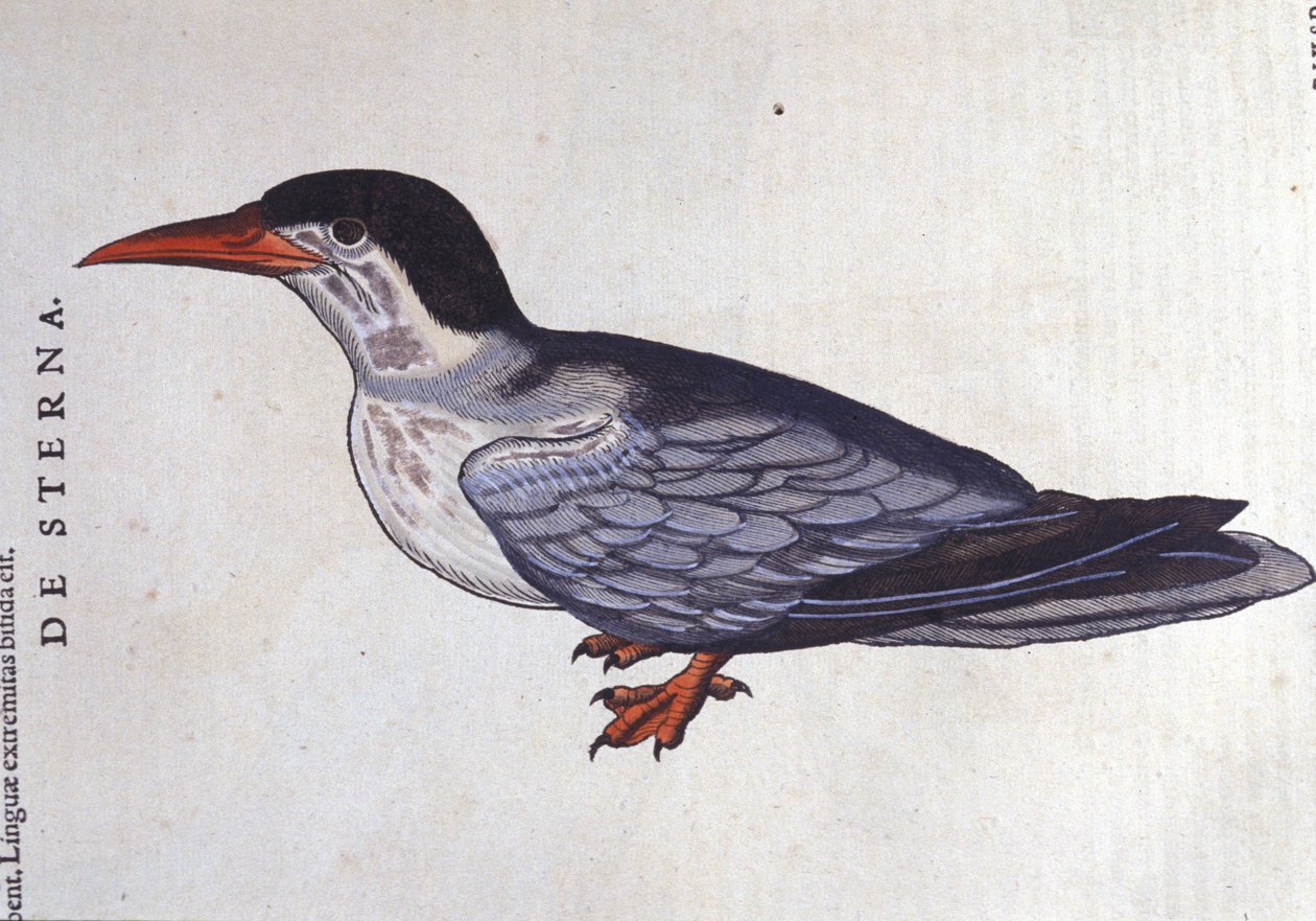 La sterne ou hirondelle de mer dans Historia Animalium de Conrad Gesner (1516 - 1565), Tiguri - Unknown artist