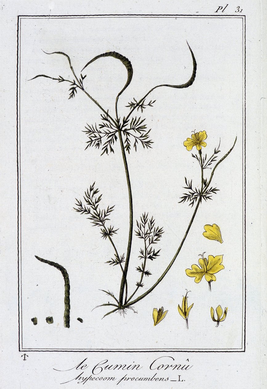 Le cumin cornu (Hypecoom procumbens) - dans «Exercices de botanique à l