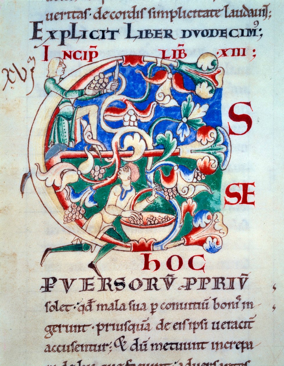 Lettrine C : une vigne, début du XIIe siècle - Unknown artist