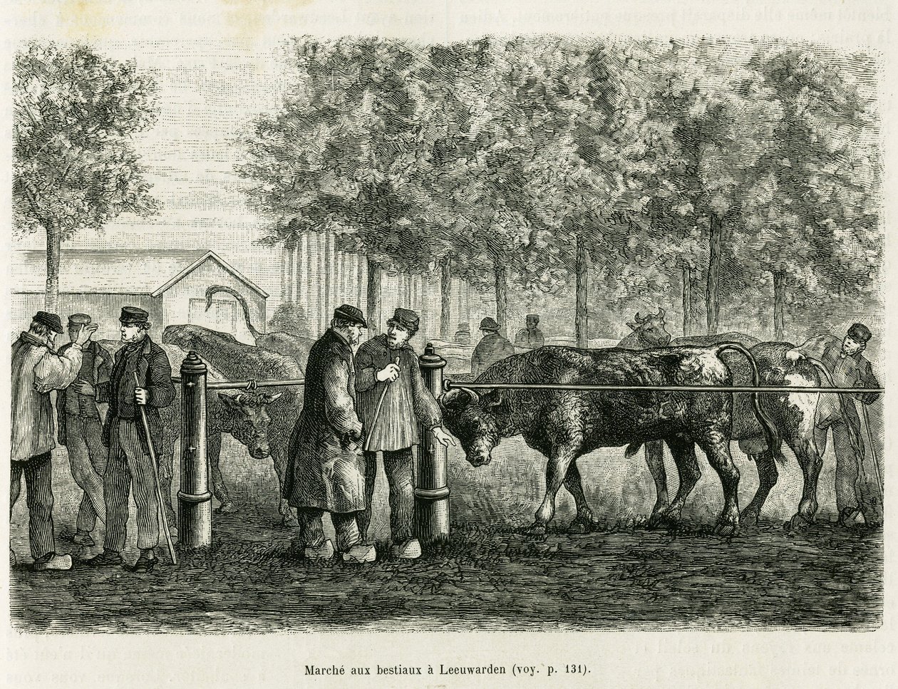 Bétail marchant à Leeuwarden (Pays-Bas). Gravure pour illustrer le récit La Frise, basé sur un article de journal néerlandais, dans Le Tour du monde 1886, dirigé par Édouard Charton (1807-1890), Hachette, Paris. - Unknown artist