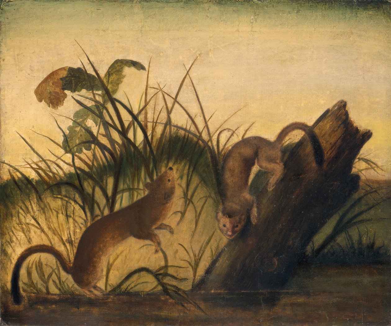 Belette à longue queue, vers 1845 (huile sur toile) - Unknown Artist