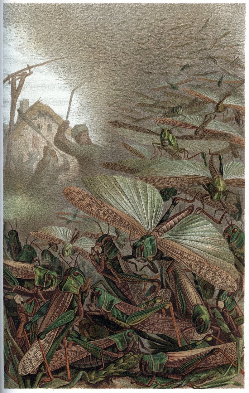 Criquet migrateur - Le criquet migrateur (Locusta migratoria) - gravure de 