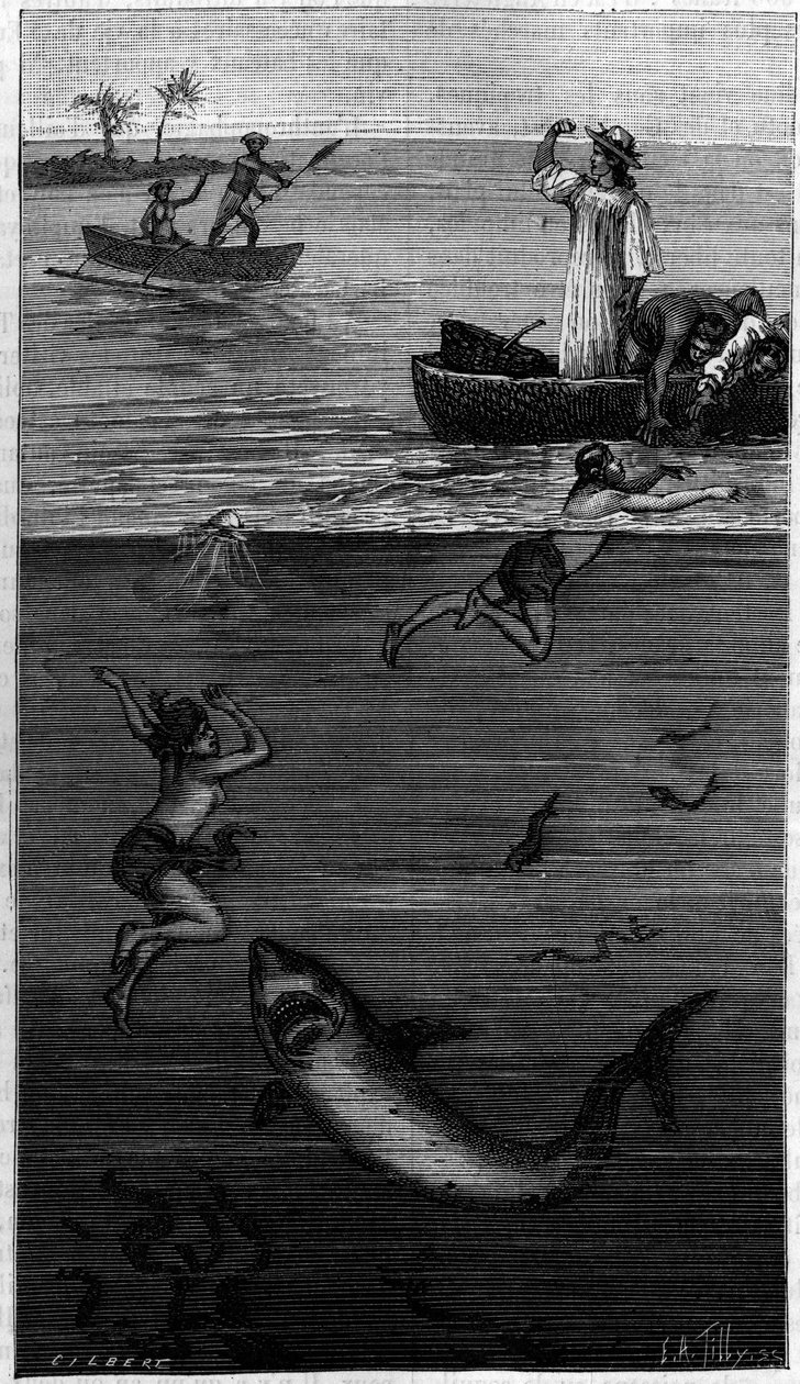 Culture de la nacre à Tahiti : un récolteur de nacre attaqué par un requin. (D