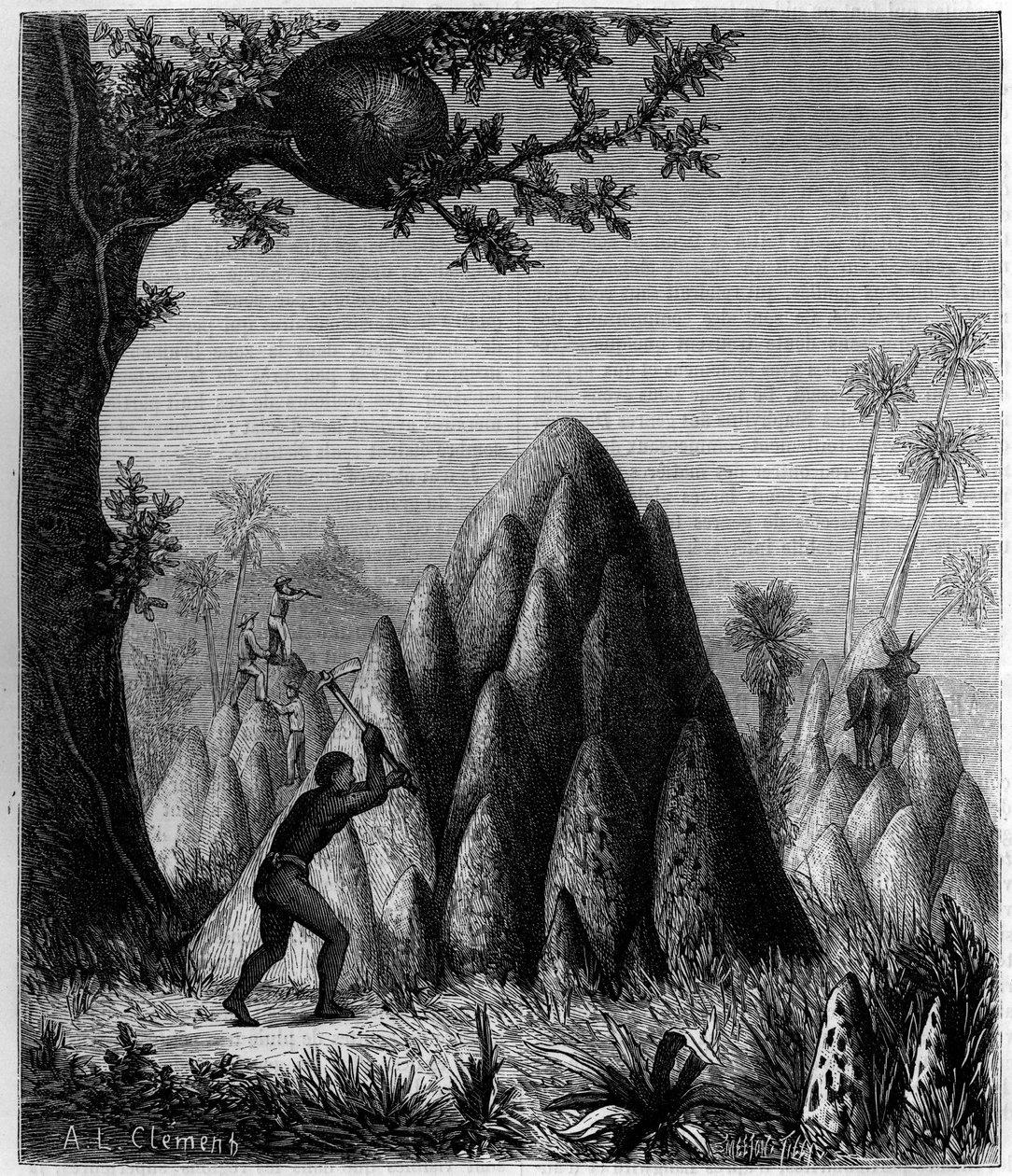Nids du «Termite guerrier» et du «Termite des arbres» en Afrique. Gravure dans «La Nature : revue des sciences et de leurs applications aux arts et à l