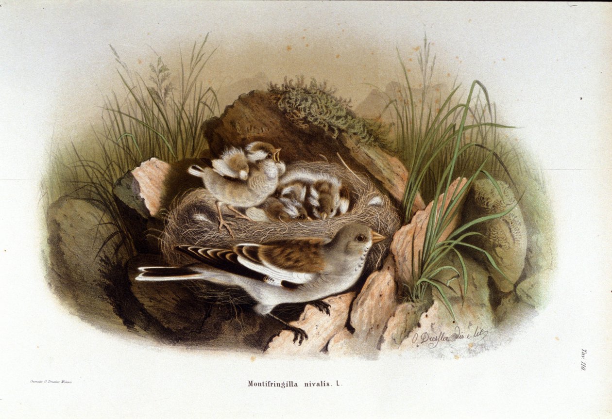 Ornithologie : une niverolle alpine près du nid de ses petits - Unknown artist