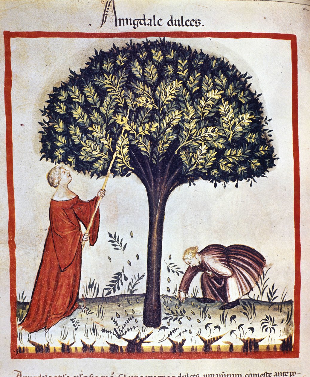 Récolte d
