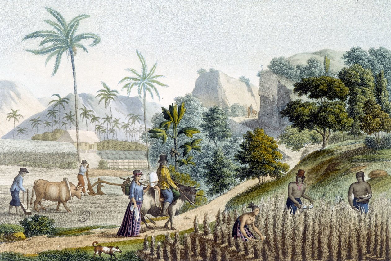 Récolte et plantation de riz sur l