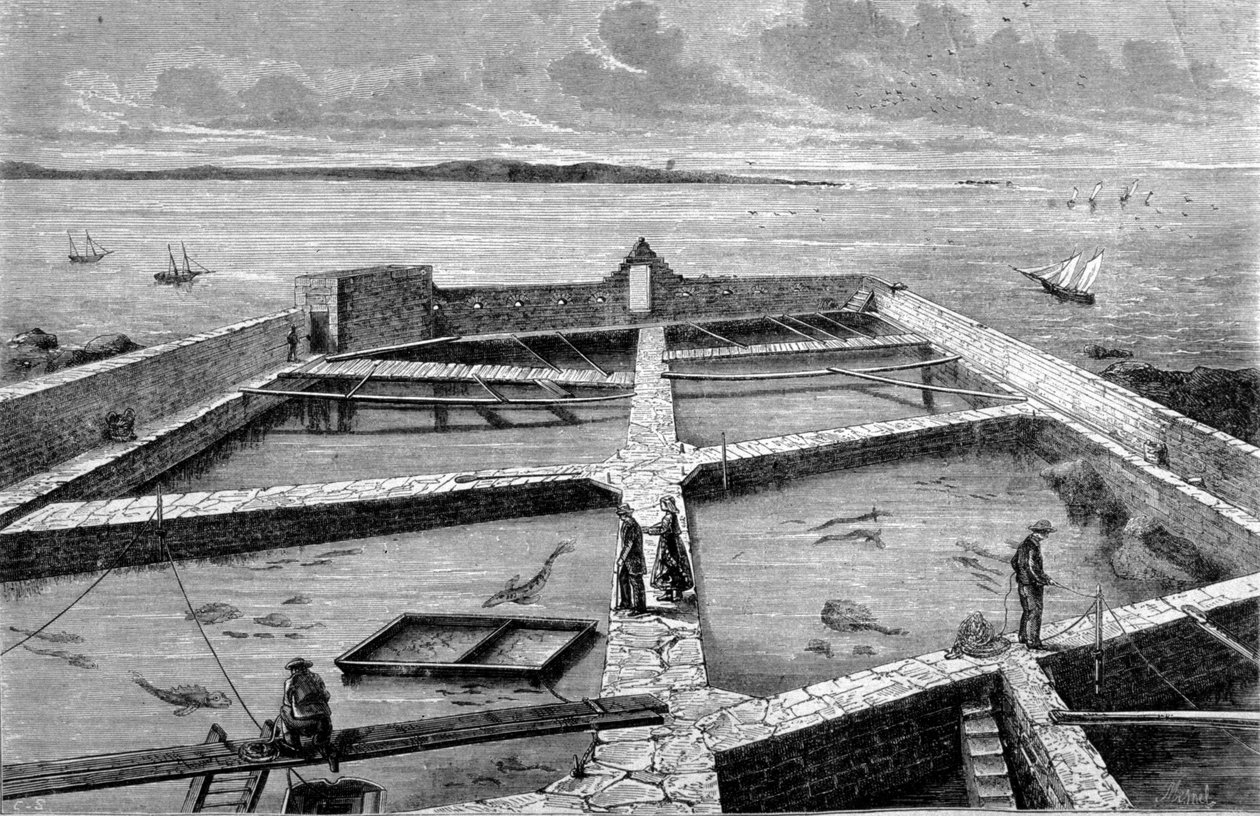 Pisciculture à Concarneau. Gravure de 1860. - Unknown artist