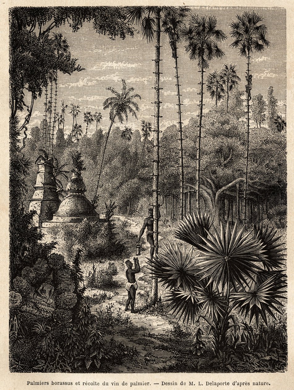 Plantation de palmiers borassus au Laos et collecte de vin de palme, qui n