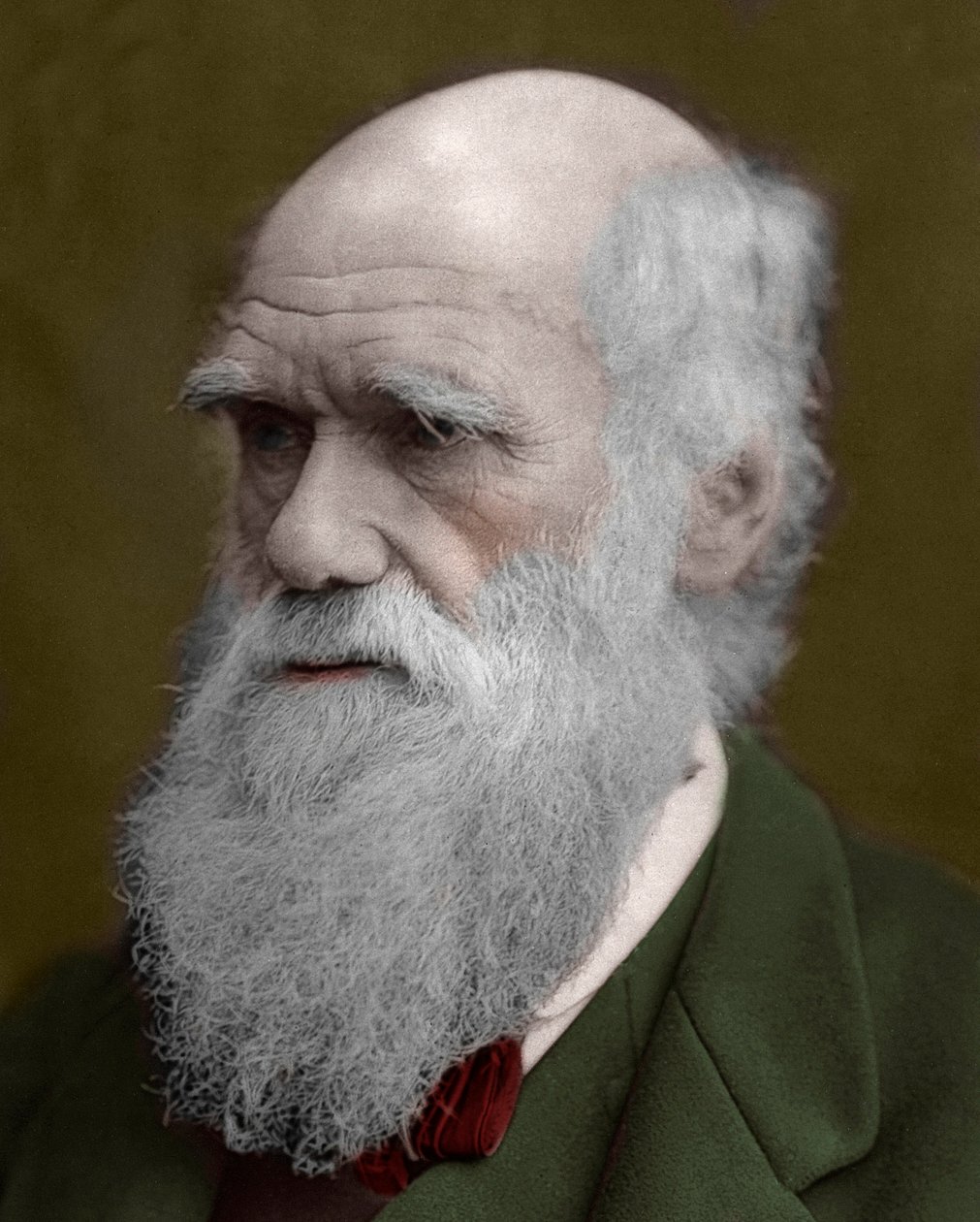 Portrait de Charles Darwin - Unknown artist
