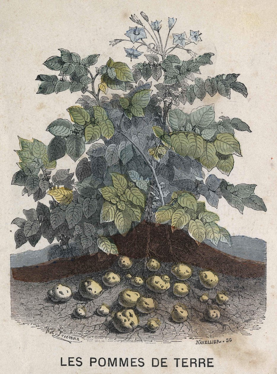 Pommes de terre. Illustration du 19ème siècle. Collection Bianchetti - Unknown artist