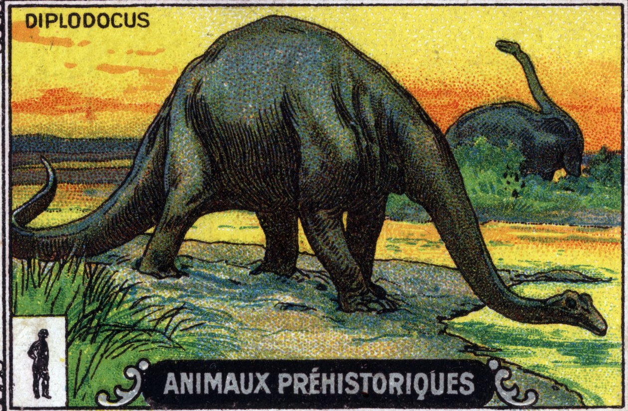 Animal préhistorique : un dinosaure diplodocus (chromo) - Unknown Artist