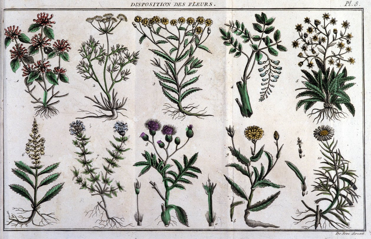 Provisions de fleurs : dans « Flora Françoise, ou brève description de toutes les plantes qui croissent naturellement en France, arrangées selon une nouvelle méthode d