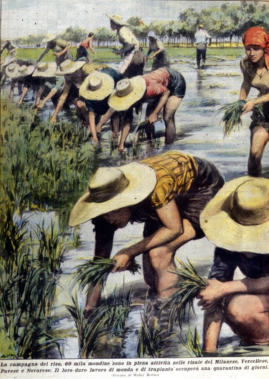 Replantation du riz dans les environs de Milan en 1954. - Unknown artist